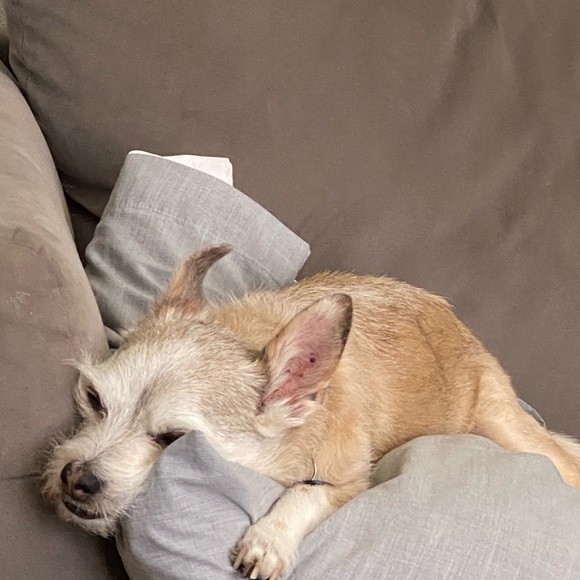 Meet your Posher, Tricia - Picture 4 of 4